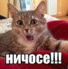 upload_2024-8-19_11-36-44.jpeg